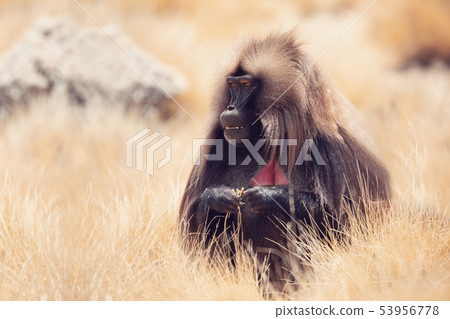 endemic Gelada in Simien mountain, Etiopia 53956778