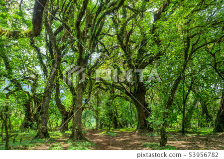 Harenna Forest in Bale Mountains, Ethiopia 53956782