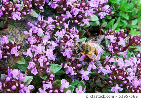 Squirrel and bees Hayaike Mineyama Squirrel and bees Hayaike Mineyama 53957569