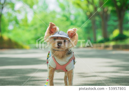 Funny Pictures 53957801