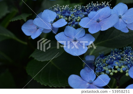Small diameter of Asuka hydrangea Asuka 53958251