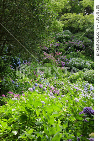hydrangea hydrangea 53958589