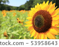 sunflower	 53958643