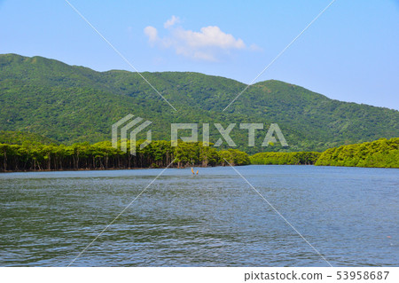 Iriomote Island Mangrove Iriomote Island Mangrove 53958687