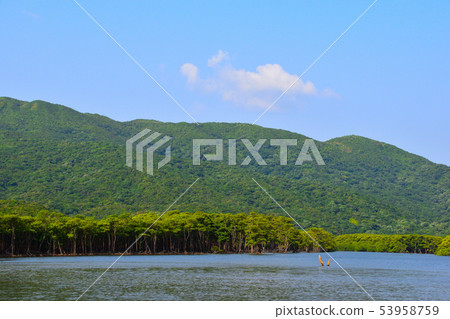 Iriomote Island Mangrove 53958759
