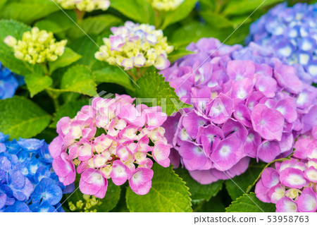 Hydrangea on a rainy day Hydrangea on a rainy day 53958763