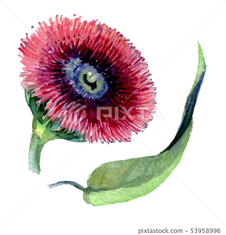 Red eucaliptus floral botanical flowers. Watercolor background set. Isolated eucaliptus illustration 53958996