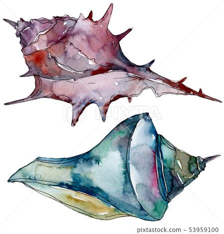 Summer beach seashell tropical elements.... - Stock Illustration ...