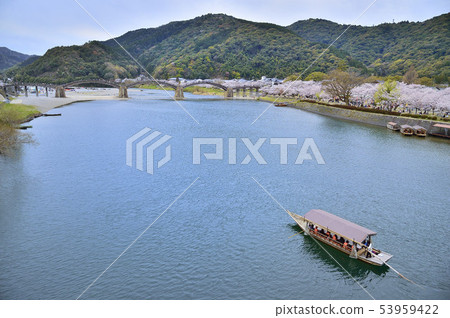 Kintai Bridge Cherry blossoms 53959422
