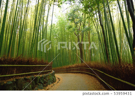 竹林小直徑 竹林小直徑 53959431