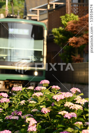 Hydrangea along Enoden Hydrangea along Enoden 53959474