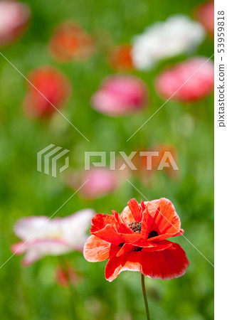 Poppy Poppy 53959818