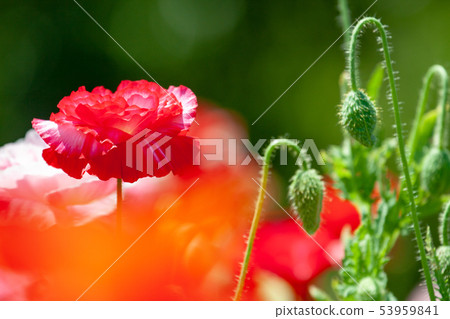 Poppy Poppy 53959841