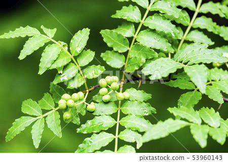 散手的果實 53960143