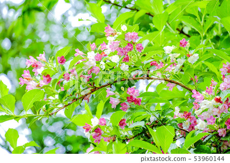 博克斯爾夫 53960144