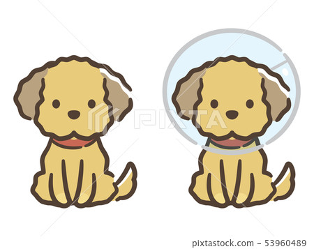 Elizabeth colored puppy 53960489