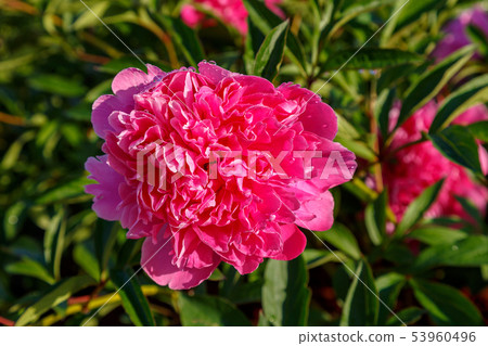 Beautiful pink peony flower Beautiful pink peony flower 53960496