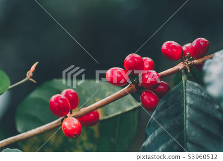 Fresh Arabica coffee berries . Organic coffee farm 53960512