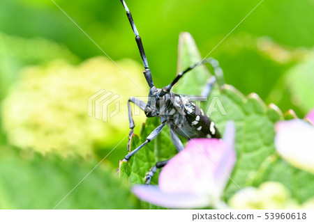 Affiliation Affiliation 53960618