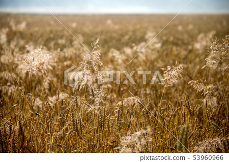 Background of cereal field in summer day. 53960966