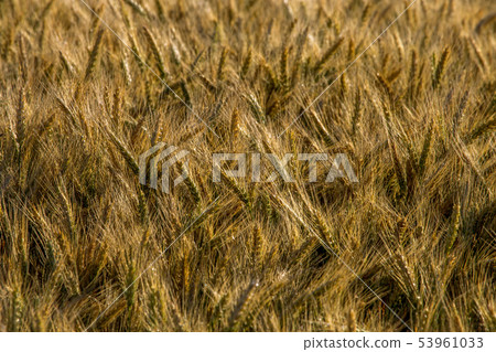 Background of cereal field in summer day. Background of cereal field in summer day. 53961033