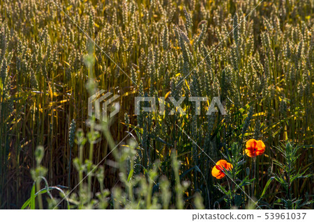 Background of cereal field in summer day. 53961037