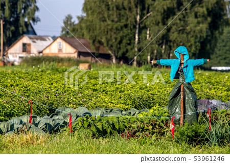 Scarecrow in the vegetable garden Scarecrow in the vegetable garden 53961246