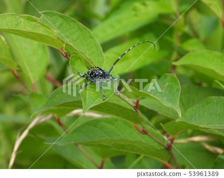 Affiliation Affiliation 53961389