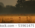 Morning mist flower field 53961475