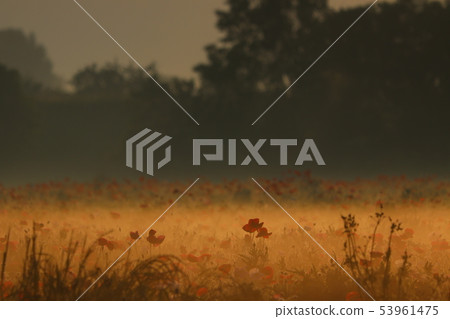 Morning mist flower field 53961475