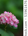  hydrangea 53961476