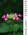 hydrangea   53961478