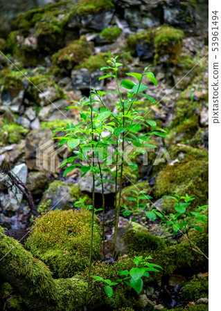 Plants in the forest between the stones. Plants in the forest between the stones. 53961494