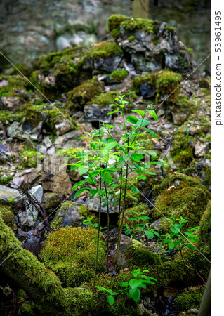 Plants in the forest between the stones. 53961495