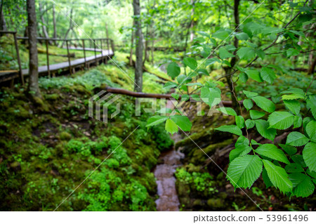 Forest with green leaves and bridge. Forest with green leaves and bridge. 53961496