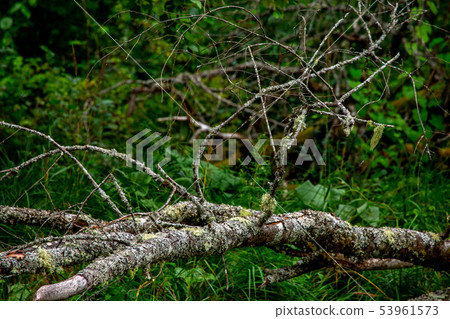 Landscape with trees on the river bank. 53961573