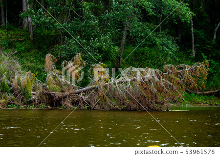 Landscape with forest on the river bank. 53961578