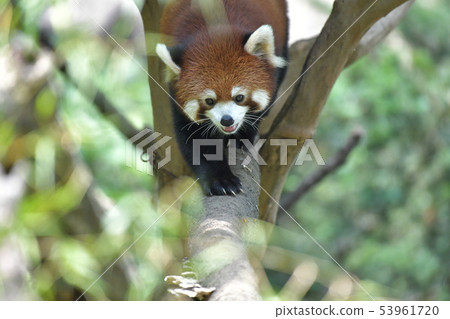 Lesser panda 4 coming down from the tree while laughing 53961720