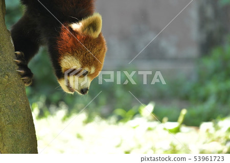 在橫向微笑的樹上面 在橫向微笑的樹上面 53961723