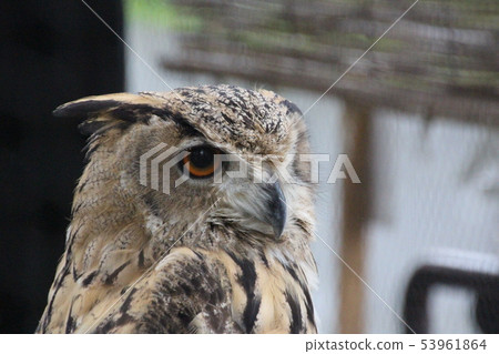 貓頭鷹 貓頭鷹 53961864