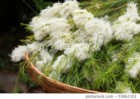 Tea Tree Flower 53962301