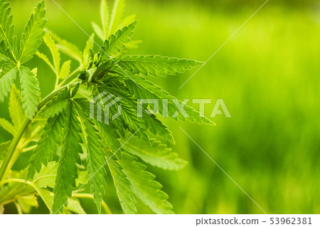 green cannabis Bush, medical marijuana closeup green cannabis Bush, medical marijuana closeup 53962381