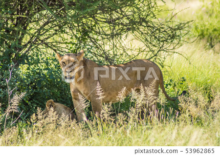 Lioness under a tree in the savannah 53962865