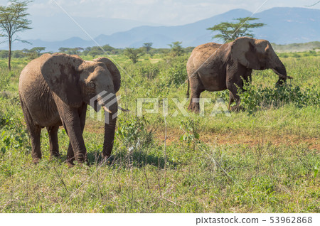 Two elephants in Samburu Park busy taking 53962868