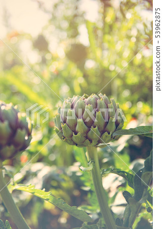 Cynara cardunculus Artichoke bud 53962875