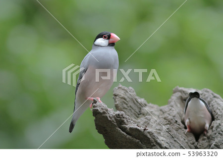 Love bird in Hong Kong Park Day Time 53963320
