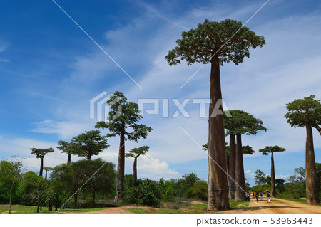Baobab's tree Baobab's tree 53963443