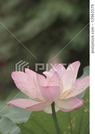 a Beautiful lotus flower, the Pink lotus 53963579