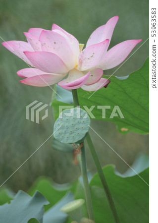 a Beautiful lotus flower, the Pink lotus 53963583