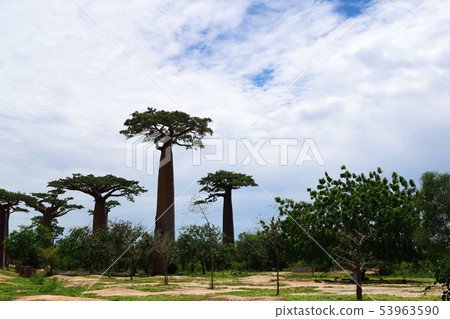 Baobab's tree Baobab's tree 53963590